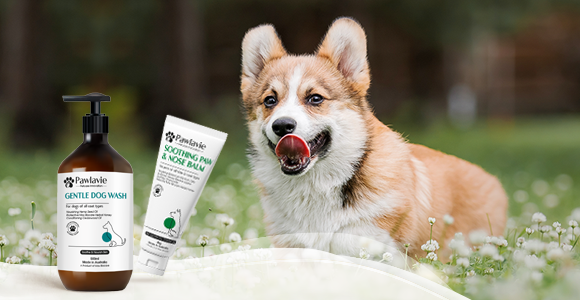 https://www.maxbiocare.com/wp-content/uploads/2024/01/max-biocare_our-business_pawlavie_580x300-1.png
